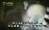 homosexuality in the animal kingdom view on izlesene.com tube online. homosexuality in the animal kingdom view on izlesene.com tube online.