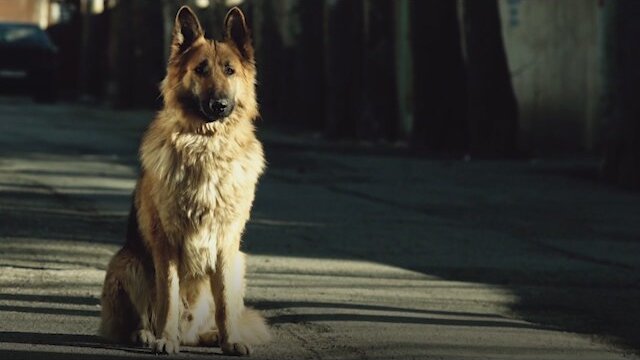 Paat (2013) Fragman